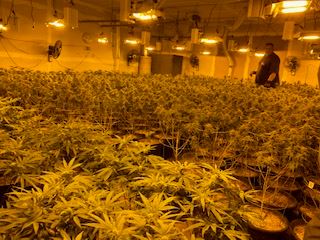 2019-1104-LE-Marijuana-Plants-2