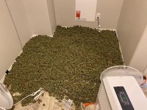Dried-Marijuana