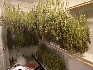 Hanging-Marijuana-Plants