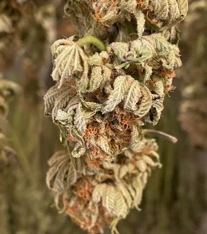 Marijuana-Plant
