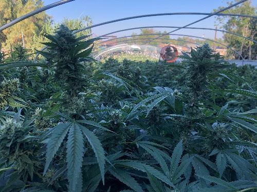 Illegal-Outdoor-Marijuana-Grow