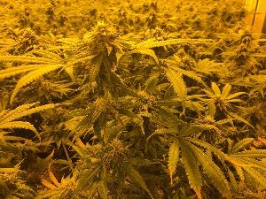 Marijuana-Plants