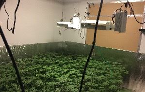 Illegal-Indoor-Marijuana-Cultivation