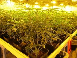 Marijuana-Plants