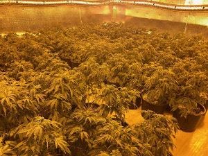 Illegal-Indoor-Marijuana-Grow