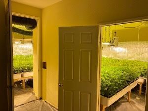 Indoor-Marijuana-Grow