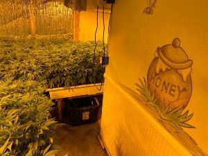 Multiple-Marijuana-Plants-Illegal-Indoor-Grow