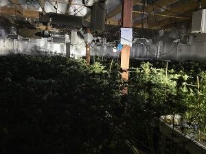 Multiple Marijuana-Plants-Illegal-Grow