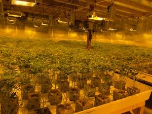 Multiple Marijuana-Plants-Indoor-Illegal-Grow