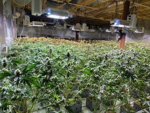 Multiple-Marijuana-Plants-Illegal-Indoor-Operation