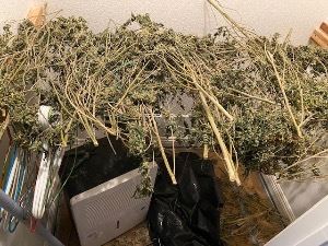 Dried-Marijuana-Plants
