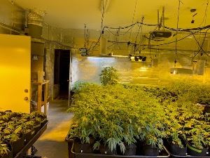 Indoor-Marijuana-Operation