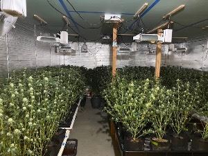 Marijuana-Plants-Indoor