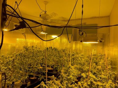 Multiple-Marijuana-Plants-Indoor-Illegal-Grow