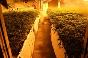 Indoor-Marijuana-Grow