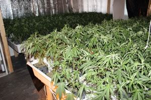 Multiple-Marijuana-Plants-Indoor