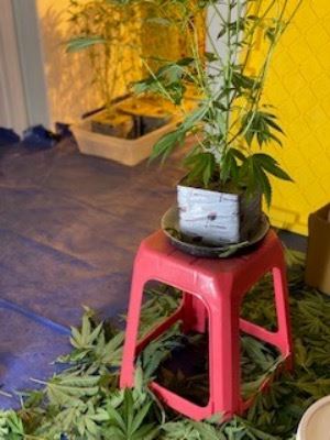 Marijuana Plants-Red Stool