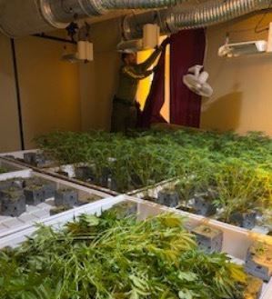Marijuana Plants-Indoor Grow