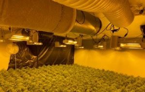 Multiple Marijuana Plants Indoor