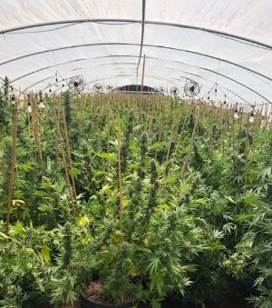Multiple Marijuana Plants-Indoor-Illegal-Grow