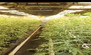 Marijuana Plants-Illegal Grow