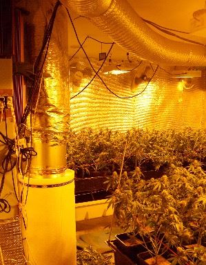 Marijuana Plants-Illegal-Indoor- Grow