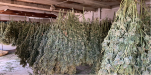 Dried Marijuana Plants