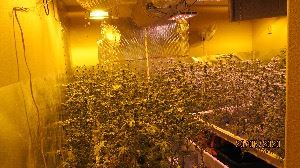 Multiple Dried Marijuana Plants