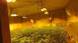 Illegal Indoor Marijuana Grow-Multiple Marijuana Plants