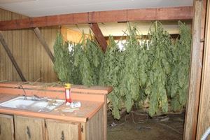 Hanging Dried Marijuana Plants
