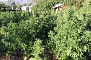 Marijuana Plants Outdoors