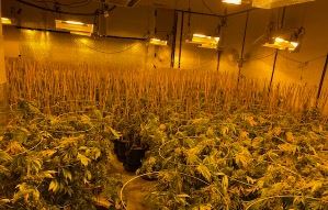 Dried Marijuana Plants Indoor
