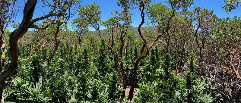 Outdoor Marijuana Cultivation