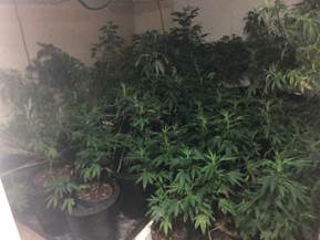 Multiple Marijuana Plants