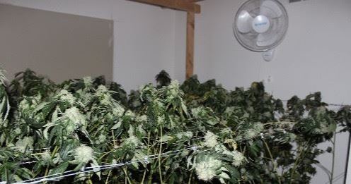Indoor-Marijuana Plants