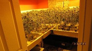 Marijuana Plants Indoor