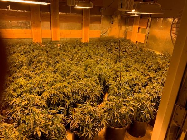 Illegal Marijuana Grow Operation