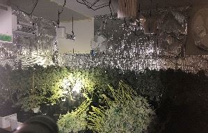 Dried Marijuana Plants