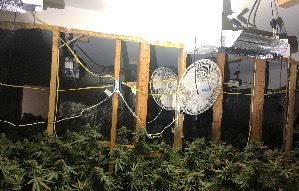 Marijuana Plants-Fans