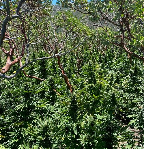 Illegal Marijuana Grow