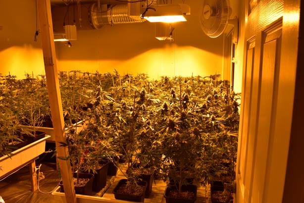 Illegal Indoor Marijuana Operation