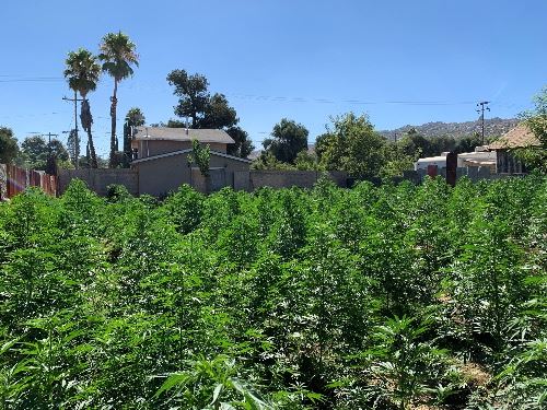 Outdoor Illegal Marijuana Grow