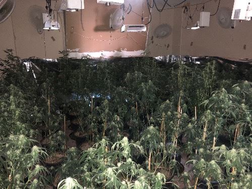 Marijuana Plants Indoor