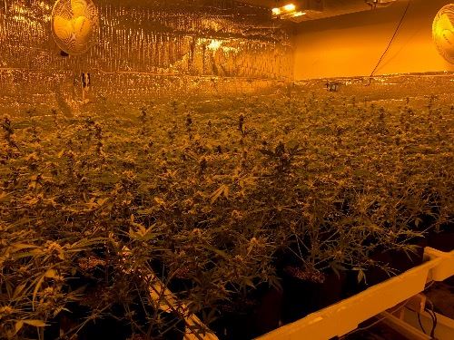 Illegal Marijuana Grow