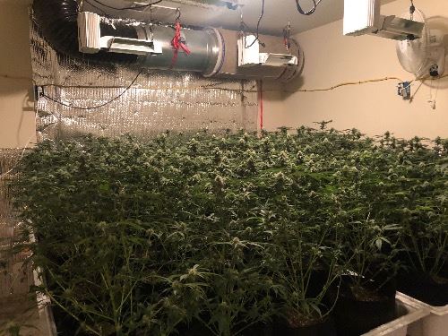 Illegal Marijuana Cultivation