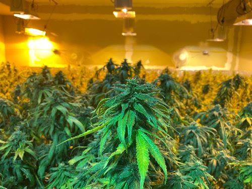 Illegal Indoor Marijuana Cultivation