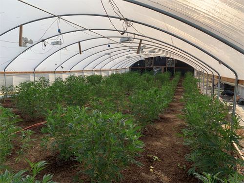 PS20-902-Illegal Marijuana Cultivation