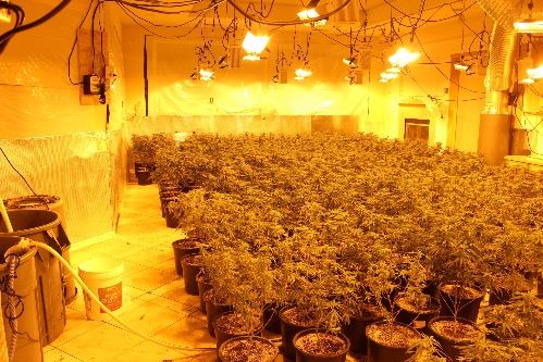 Indoor Marijuana Grow