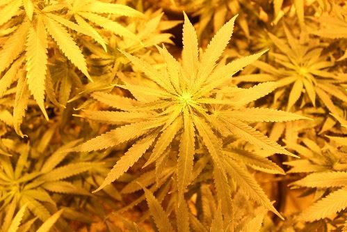 Marjuana-Plant