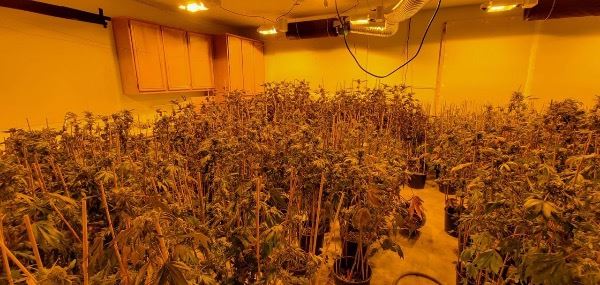 Indoor Illegal Marijuana Grow
